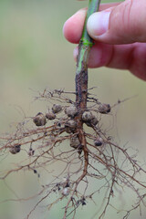 Legume roots containing nitrogen fixing bacteria on soybean.