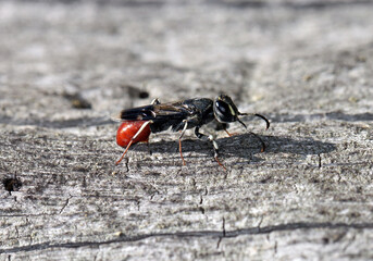 Parasitic Wood Wasp, Orussus abietinus, sawflie resting on wood in which hosts, the larvae of saproxylic insects, develop.
