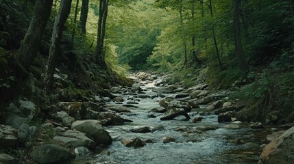 A clear, rushing creek flows through a lush green forest, surrounded by mossy rocks and dense foliage.