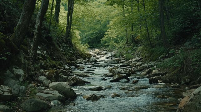 A clear, rushing creek flows through a lush green forest, surrounded by mossy rocks and dense foliage.