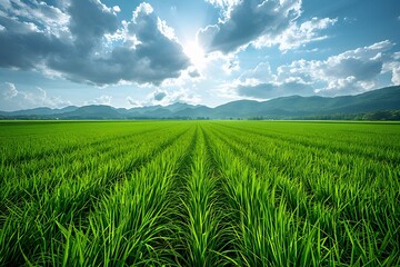 Fototapeta premium Lush Green Rural Landscape Under a Dramatic Cloudy Sky - Nature and Agriculture Scene for Print