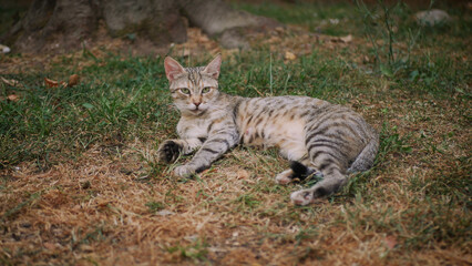 A cute cat is lying on the grass in the park.