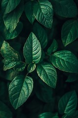 Fototapeta premium Dark Green Leaves Background Texture, Nature Photography