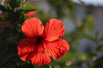 red hibiscus flower in the garden