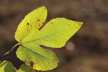 close up of fig tree leaf