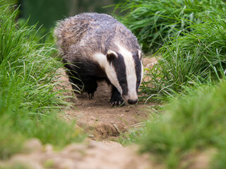 Badger ( Meles meles ) in Grass © Stephan Morris 