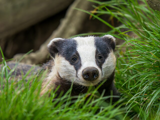 Badger ( Meles meles ) in Grass