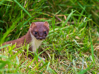 Close-up of a Stoat in Grass