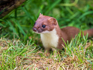 Close-up of a Stoat in Grass