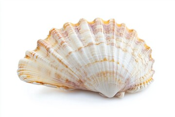 Obraz premium sea shells isolated on whites