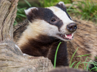 Badger ( Meles meles ) in Grass © Stephan Morris 