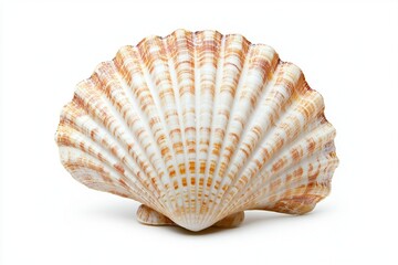 Obraz premium seashell isolated