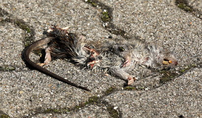 Dead rat run over on a road