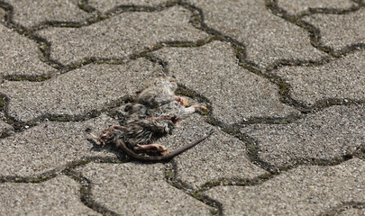Dead rat run over on a road
