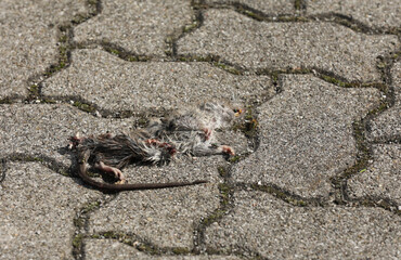 Dead rat run over on a road