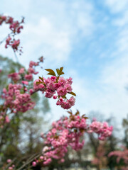 Blossoming branches with pink flowers against a clear blue sky. Delicate flowers reach upwards celebrating the arrival of spring and the beauty of nature