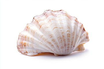 Obraz premium seashell isolated on white