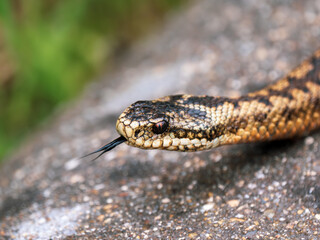 Grass Snake Tasting With a Forked Tongue