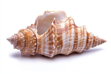 Obraz premium sea shell isolated on white