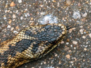 Grass Snake Tasting With a Forked Tongue