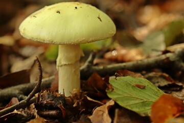 Gelber Knollenblätterpilz (Amanita citrina)