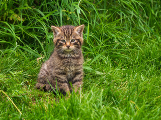 Scottish Wildcat Kitten Playing in Grass