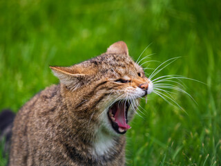 Female Scottish Wildcat Yawning Showing Teeth
