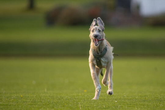 The majestic Irish Wolfhound walks runs along the open autumn fields in a public park, lined with tall grass and trees. View the camera. Close-up. Head on