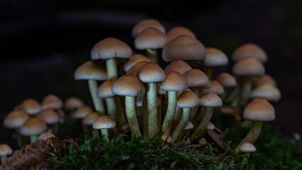 Waldboden bedecken Pilze ihre leuchtenden Farben kontrastieren mit den gefallenen Blättern. Die...