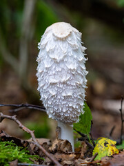 Waldboden bedecken Pilze ihre leuchtenden Farben kontrastieren mit den gefallenen Blättern. Die magische Atmosphäre wird durch das gefleckte Sonnenlicht, das durch das Blätterdach filtert, verstärkt.
