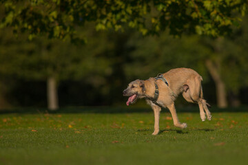 The majestic Irish Wolfhound walks runs along the open autumn fields in a public park, lined with tall grass and trees. View the camera. Close-up. Head on