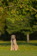 The majestic Irish Wolfhound walks runs along the open autumn fields in a public park, lined with tall grass and trees. View the camera. Close-up. Head on
