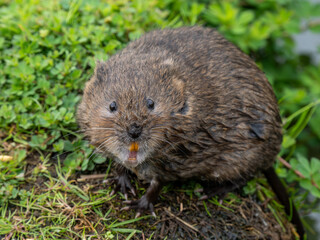 Close Up of a Water Vole