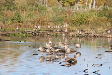 Sweden. The greylag goose or graylag goose (Anser anser) is a species of large goose in the waterfowl family Anatidae and the type species of the genus Anser.