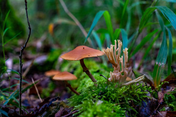 Waldboden bedecken Pilze ihre leuchtenden Farben kontrastieren mit den gefallenen Blättern. Die...