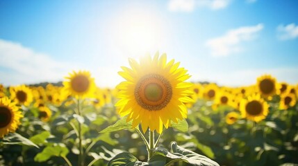 Fototapeta premium A vibrant sunflower standing tall in a field with a bright blue sky and sunlight shining.