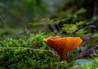 Waldboden bedecken Pilze ihre leuchtenden Farben kontrastieren mit den gefallenen Blättern. Die...