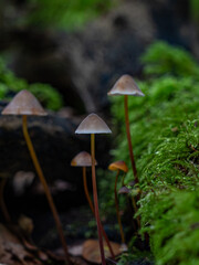 Waldboden bedecken Pilze ihre leuchtenden Farben kontrastieren mit den gefallenen Blättern. Die magische Atmosphäre wird durch das gefleckte Sonnenlicht, das durch das Blätterdach filtert, verstärkt.