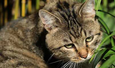 Cat lying in the grass on a meadow