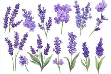 Fototapeta premium Set of purple lavender flowers watercolor isolated on white background. Vector illustration 