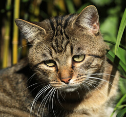 Cat lying in the grass on a meadow
