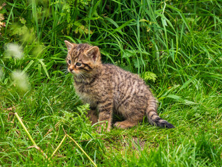 Scottish Wildcat Kitten Playing in Grass © Stephan Morris 