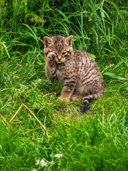 Obraz premium Scottish Wildcat Kitten Playing in Grass
