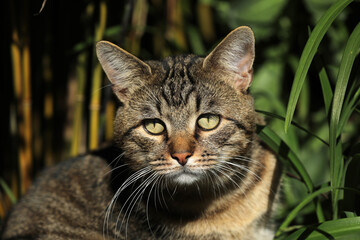 Cat lying in the grass on a meadow