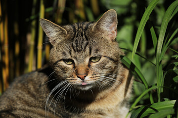 Cat lying in the grass on a meadow