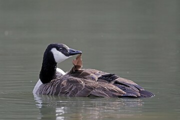 Canada goose (Ardea cinerea) bathing, Germany, Europe