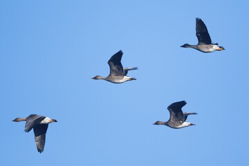 Obraz premium Bean Geese (Anser fabalis) flying, Emsland, Lower Saxony, Germany, Europe