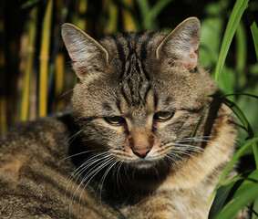 Cat lying in the grass on a meadow