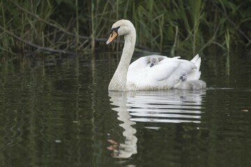 Mute swan (Cygnus olor) swimming with chicks, Hesse, Germany, Europe