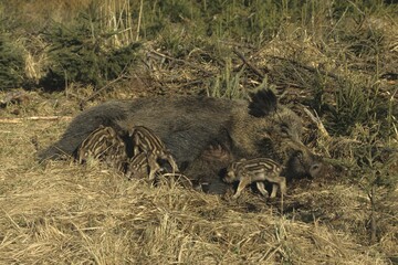 Wild Boar sow (Sus scrofa) nursing its young, piglets suckling their mother